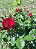 een rood roos struik met groen bladeren en bloemen foto