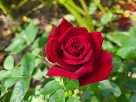in zomer, een rood roos bloei in de land tuin foto