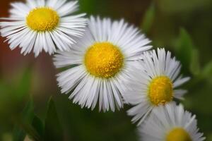 detailopname van wit onscherp kamille bloem. medisch madeliefje Aan groen achtergrond foto