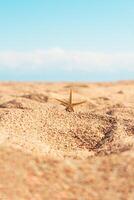 zeester Aan zand duinen. zomer strand, achter de zee, zonnig. kom tot rust, zee, reizen. verticaal. kopiëren ruimte foto