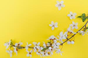 kers boom bloesem. april bloemen natuur en voorjaar sakura bloesem Aan gekleurde achtergrond. banier voor 8 maart, gelukkig Pasen met plaats voor tekst. lente concept. top visie. vlak leggen foto