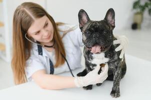 geneesmiddel, huisdier zorg en mensen concept - dichtbij omhoog van Frans bulldog hond en dierenarts dokter hand- Bij dierenarts kliniek. foto