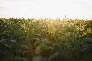soja veld, groen veld, landbouw landschap, veld- van soja Aan een zonsondergang lucht achtergrond foto