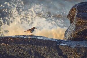 strandloper Aan rots en crashen golven in achtergrond foto
