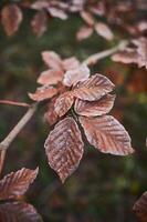 bruin bladeren gedekt in vorst foto