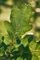 dichtbij omhoog van eik blad in zonlicht foto