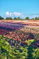 groot plantage van rozen Aan zonnig dag foto