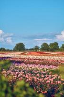 groot plantage van rozen Aan zonnig dag foto