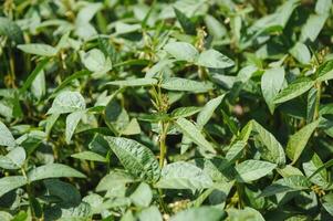 soja peulen Bij zonsondergang, dichtbij omhoog. agrarisch soja plantage en zonneschijn. soja Boon fabriek in zonnig veld- . groen groeit soja bonen tegen zonlicht foto