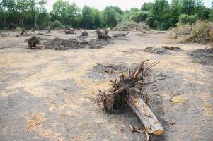 de concept van natuur bescherming. ontbossing. foto