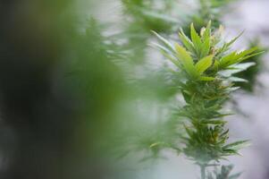 binnen- medisch hennep in bloeien marihuana fabriek huis. foto