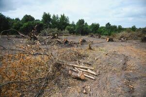 ontbossing milieu probleem, regen Woud vernietigd voor olie palm plantages foto