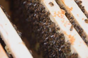 bijen Aan de honingraat. honing cel met bijen. bijenteelt. bijenstal. houten bijenkorf en bijen. bijenkorf met honing bijen, kaders van de bijenkorf, top visie. zacht focus foto