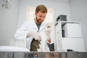 Mens dierenarts luisteren kat met stethoscoop gedurende afspraak in veterinair kliniek foto