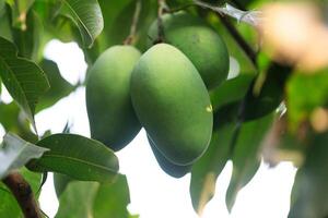 vers van onrijp groen mango fruit Aan de mango boom. natuurlijk en biologisch hoog vitamine fruit van natuur. mangifera indica ik. mango fruit foto