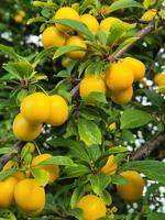 kers Pruim vruchten. rijp geel kers Pruim vruchten. fruit oogst foto
