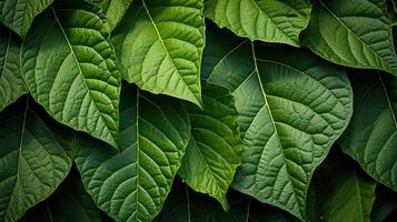 ai gegenereerd groen zonnebloem bladeren ai gegenereerd foto