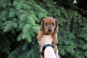 schattig teckel puppy Aan de achtergrond van natuur. foto