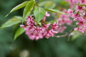 roze boom van wild himalayan kers bloesem of Thais sakura bloem boom Bij Chiang mai Thailand foto