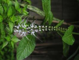 orthosifon aristatus, ook bekend net zo van katten bakkebaarden, kan worden gemaakt in een effectief geneeskunde foto