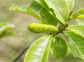 groen papilio machaon vlinder rups- Aan groen blad fabriek Aan een zomer dag foto