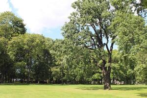 groene bomen in het park foto