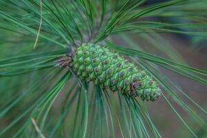 ongeopend pijnboom ijshoorntje nog steeds Aan de boom Afdeling foto