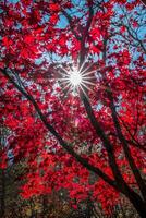 zonlicht peering door de boom foto
