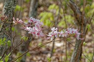 wild roze azalea bloemen foto