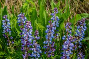 Purper lupines in een veld- foto