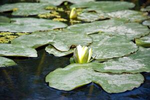 water lelies groen bladeren Aan een vijver met wit bloeiend lotus bloemen verlichte door zonnig zomer licht. foto