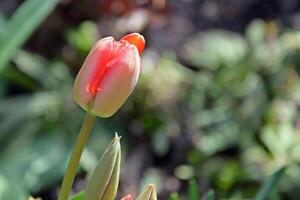 rood tulpen in de huis tuin Aan een zonnig dag. foto