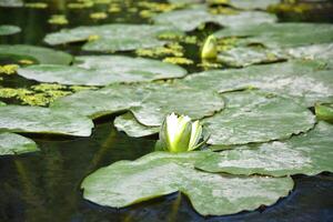 water lelies groen bladeren Aan een vijver met wit bloeiend lotus bloemen verlichte door zonnig zomer licht. foto