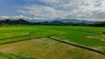 groen rijst- velden en nevelig bergen foto