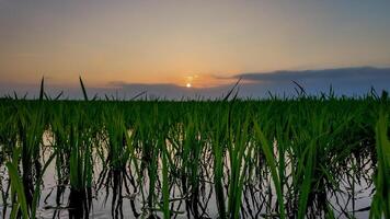 zonsopkomst reflecties Aan rustig rijst- rijstvelden foto