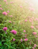 gomphrena globosa of wereldbol amarant bloemen tuin met zonlicht foto