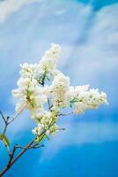 delicate bloeiende witte lila op de achtergrond van de blauwe lucht. foto