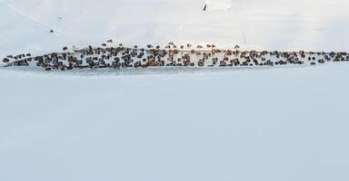 winter meer met eenden door zwanen Aan sneeuw foto