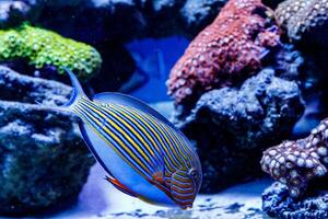 vis gestreept chirurg acanthurus lineatus foto