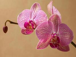 ai gegenereerd een roze orchidee dichtbij omhoog foto. hoog kwaliteit. ai generatief foto