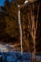 een dun ijskegel blijft hangen van de dak. bevroren water in winter. winter fenomenen van natuur. scherp ijskegel. minimalistisch en close-up foto