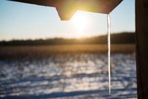 ijskegel Aan de dak. winter tijd en natuurlijk fenomenen. zonsondergang stralen van licht voorbij gaan aan door de dun ijskegel. bevroren water foto