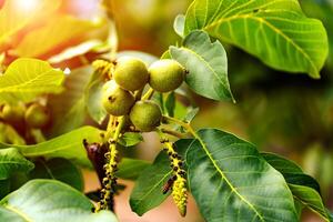 groen fruit van de okkernoot Aan de Afdeling. okkernoot boom foto