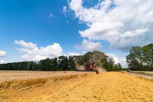 combineren oogstmachine oogsten tarwe Aan zonnig zomer dag. oogst tijd. agrarisch sector foto