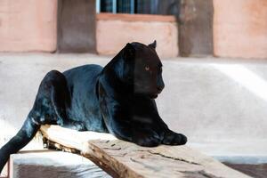 mooi zwart panter Bij de dierentuin foto