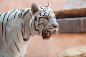 Gevaar wit tijger Bij de dierentuin foto