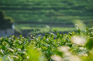 thee bladeren in een thee plantage foto