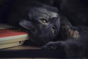 schattig grijs kat leugens modem boven bureau. charmant katachtig tafereel mengen gezelligheid met technologie, creëren verrukkelijk werkruimte sfeer. foto