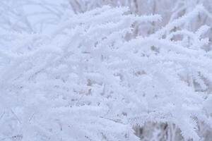 takken boom zijn gedekt met sneeuw Kristallen en vorst na erge, ernstige winter vorst. foto