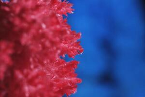 macro beeld rood zout kristal Aan blauw achtergrond. foto